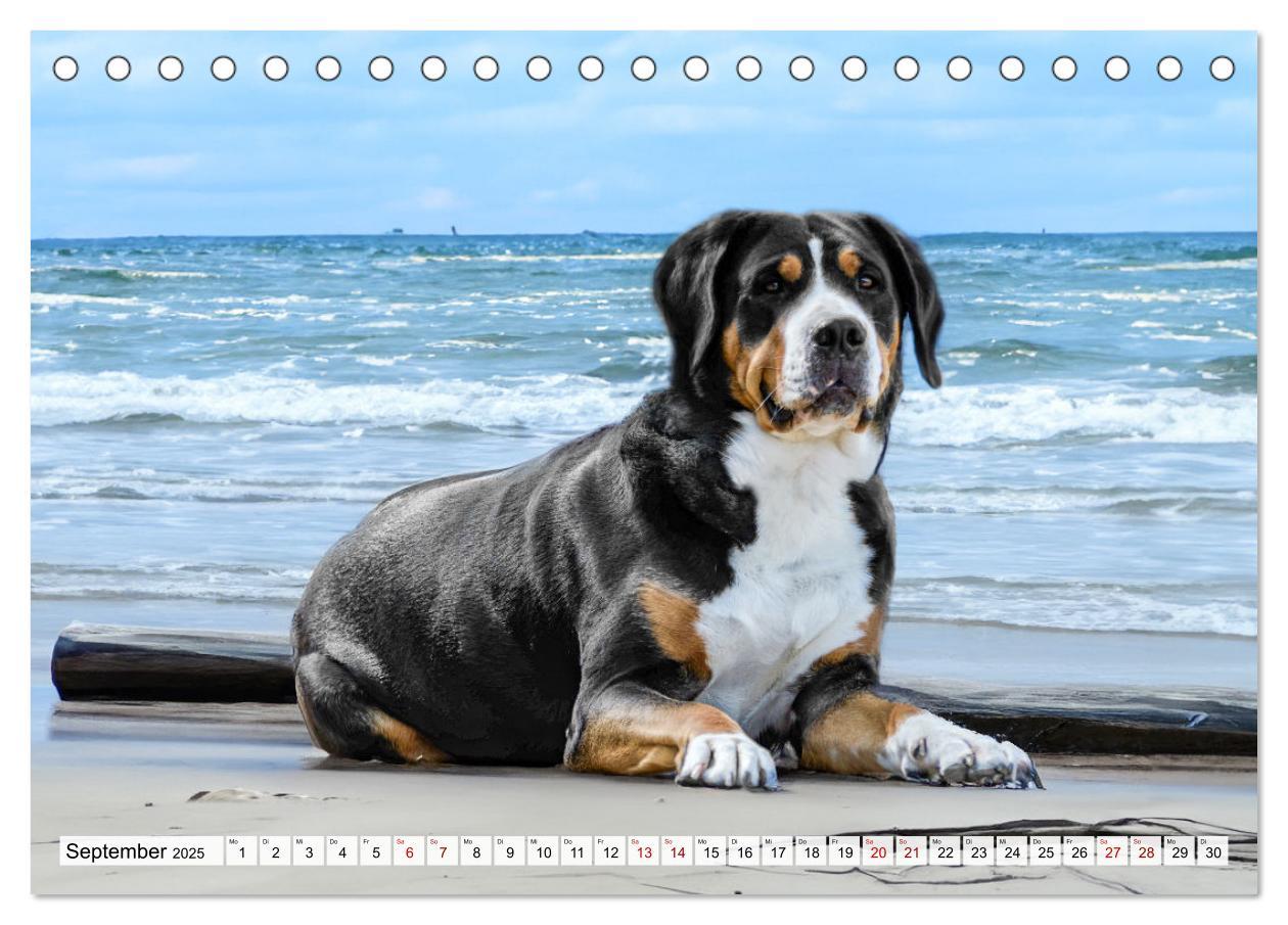 Bild: 9783457218075 | Große Schweizer - Gigantische Sennenhunde (Tischkalender 2025 DIN...