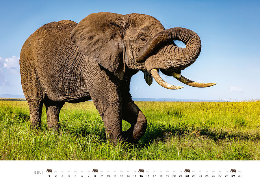 Bild: 9783966648127 | Elefanten Kalender 2025 | J.-L. Klein (u. a.) | Kalender | 14 S.