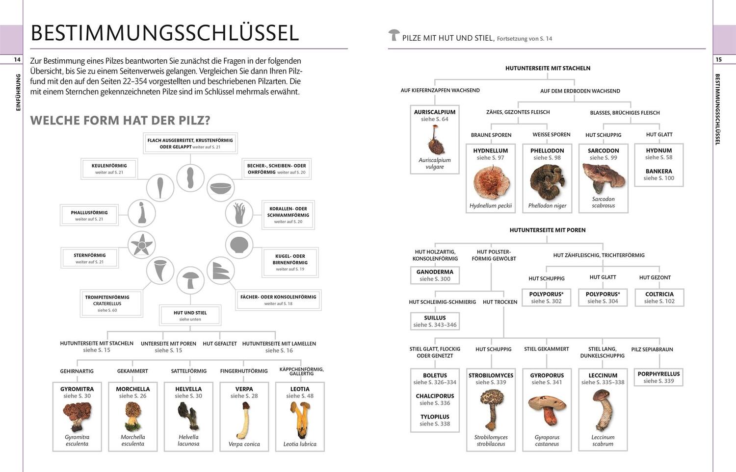 Bild: 9783831036134 | Pilze | Das große Bestimmungsbuch | Thomas Læssøe | Buch | 360 S.
