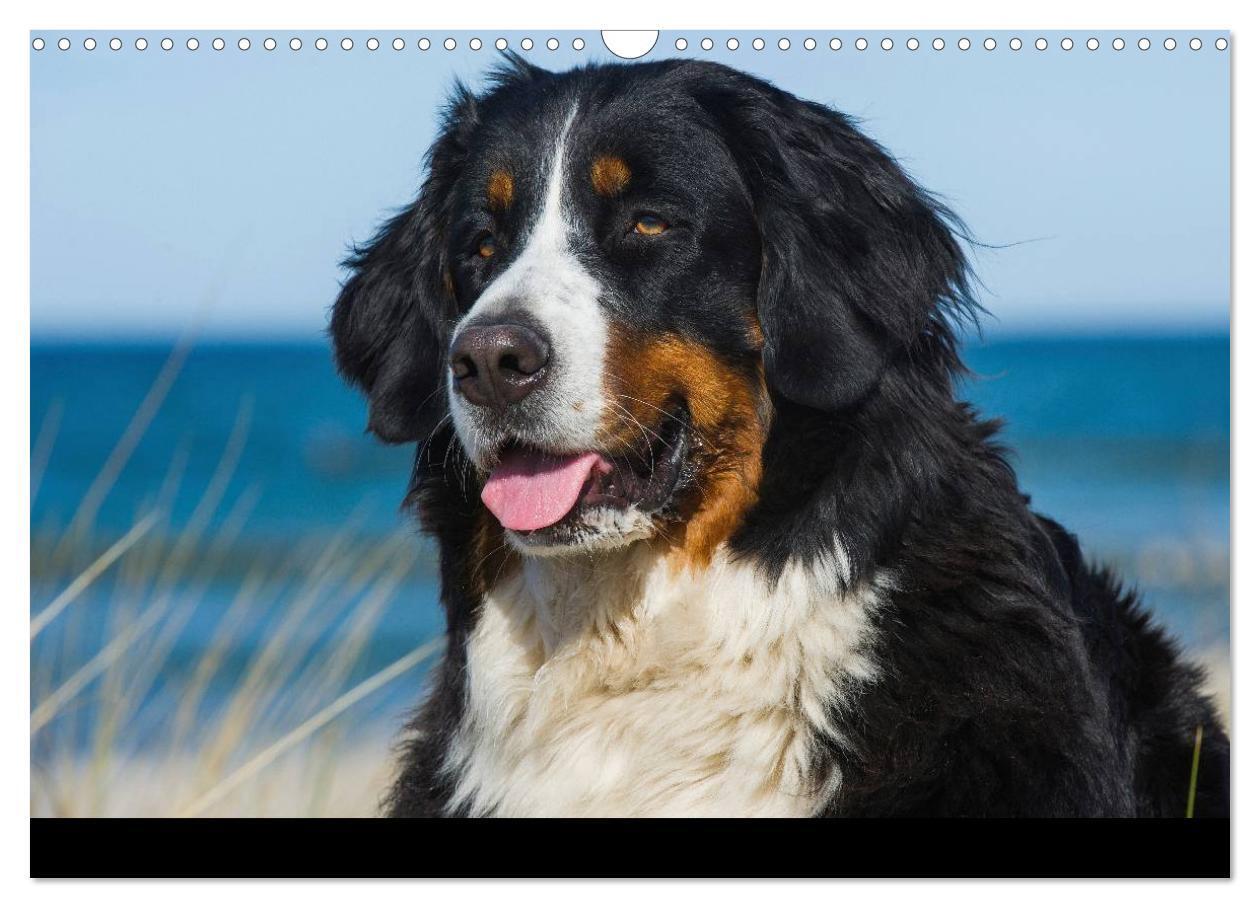 Bild: 9783435770465 | Berner Sennenhund 2025 (Wandkalender 2025 DIN A3 quer), CALVENDO...