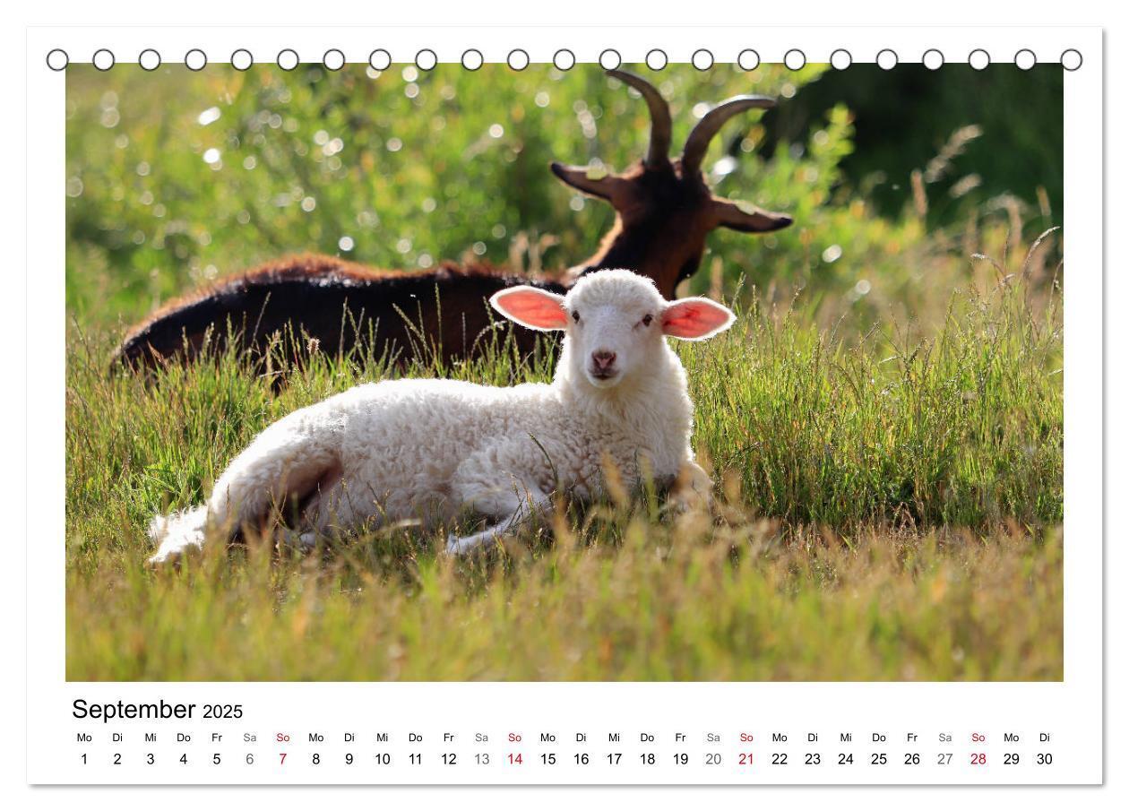 Bild: 9783435429233 | Schäfchen zählen - Mit Schafen durchs Jahr (Tischkalender 2025 DIN...