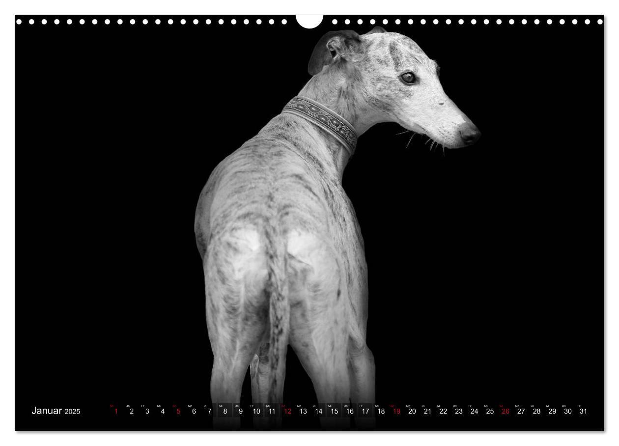 Bild: 9783383824050 | Galgo Español - der spanische Windhund 2025 (Wandkalender 2025 DIN...