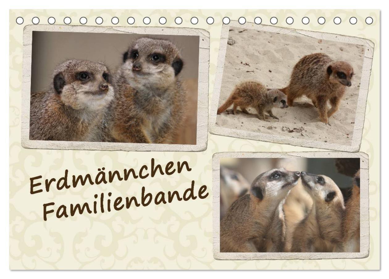 Cover: 9783435787302 | Erdmännchen Familienbande (Tischkalender 2025 DIN A5 quer),...