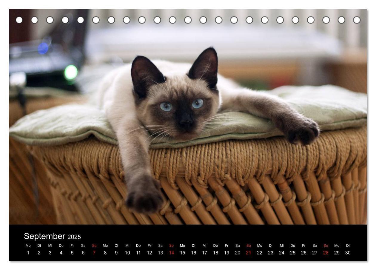 Bild: 9783435519729 | Haustiger - Ein Katzenkalender (Tischkalender 2025 DIN A5 quer),...