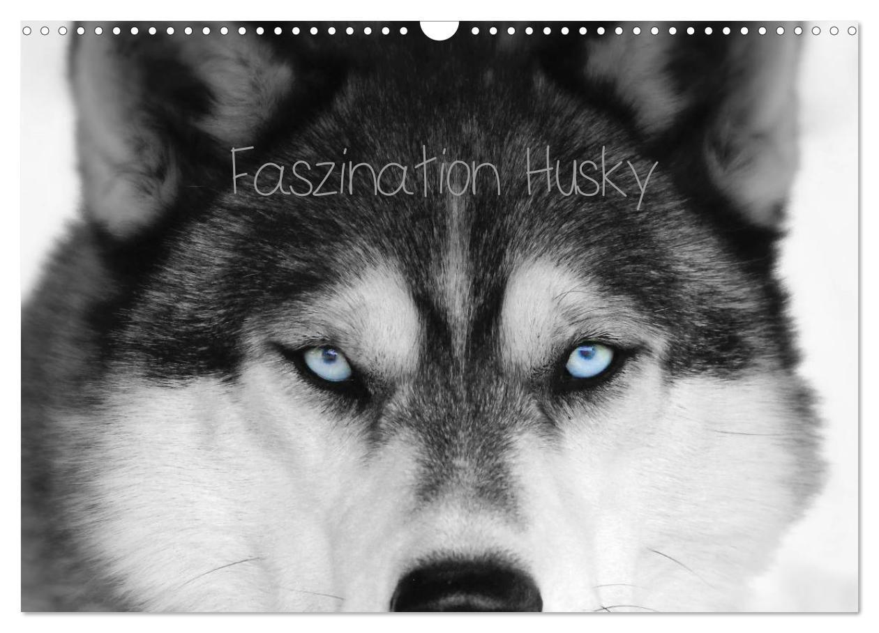 Cover: 9783675685567 | Faszination Husky (Wandkalender 2024 DIN A3 quer), CALVENDO...