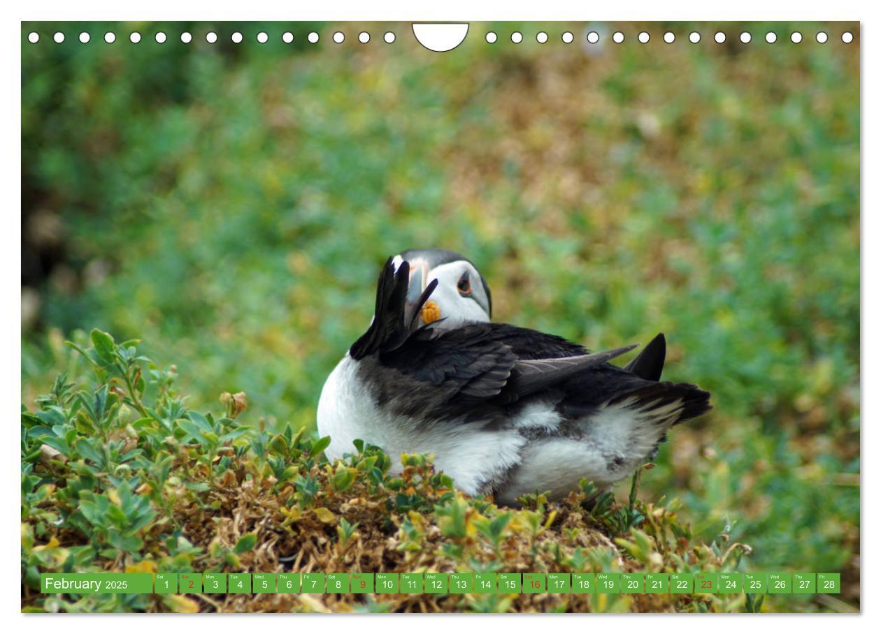 Bild: 9781325944064 | Puffins - small birds very big (Wall Calendar 2025 DIN A4...