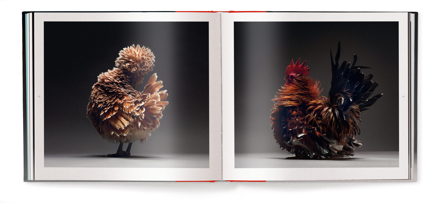 Bild: 9783961712618 | Chicken | A Declaration of Love | Matteo Tranchellini (u. a.) | Buch