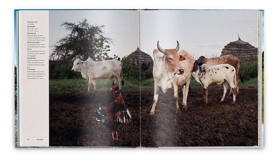 Bild: 9783948272241 | Die Kuh | Eine Hommage | Werner Lampert | Buch | 480 S. | Deutsch