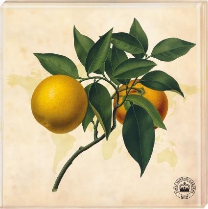 Cover: 4250915931517 | Kew Gardens - Untersetzer Motiv Orange, 2er Set | Deutsch | 2017