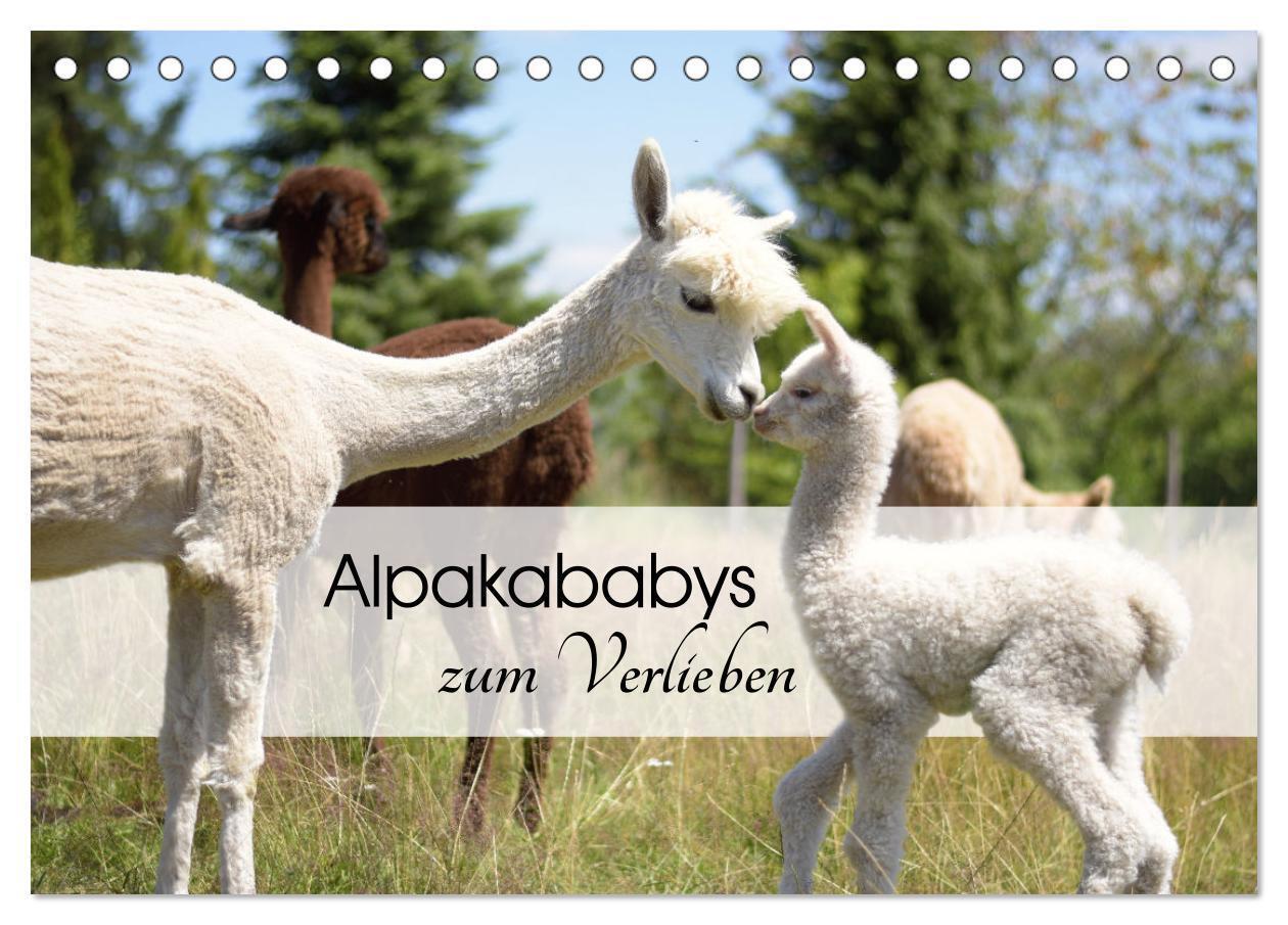 Cover: 9783383939624 | Alpakababys zum Verlieben (Tischkalender 2025 DIN A5 quer),...