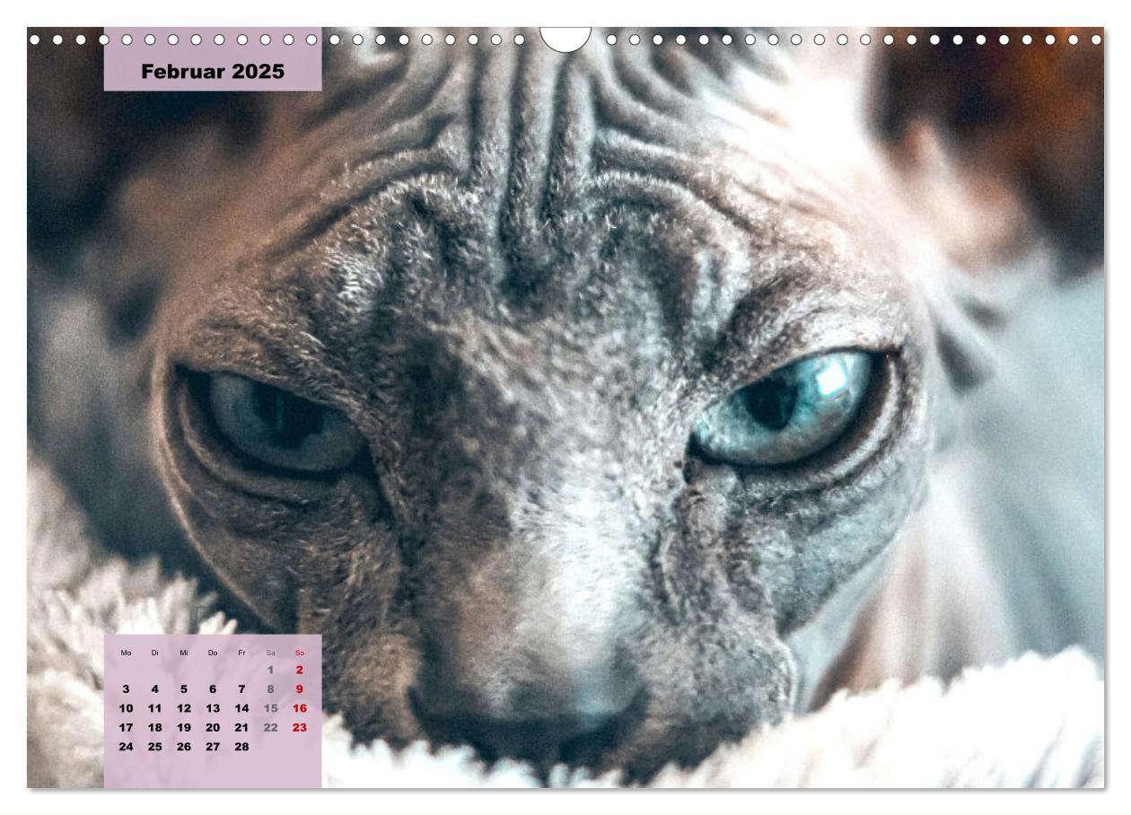 Bild: 9783435050086 | Sphinx. Grazile und anmutige Nacktkatzen (Wandkalender 2025 DIN A3...