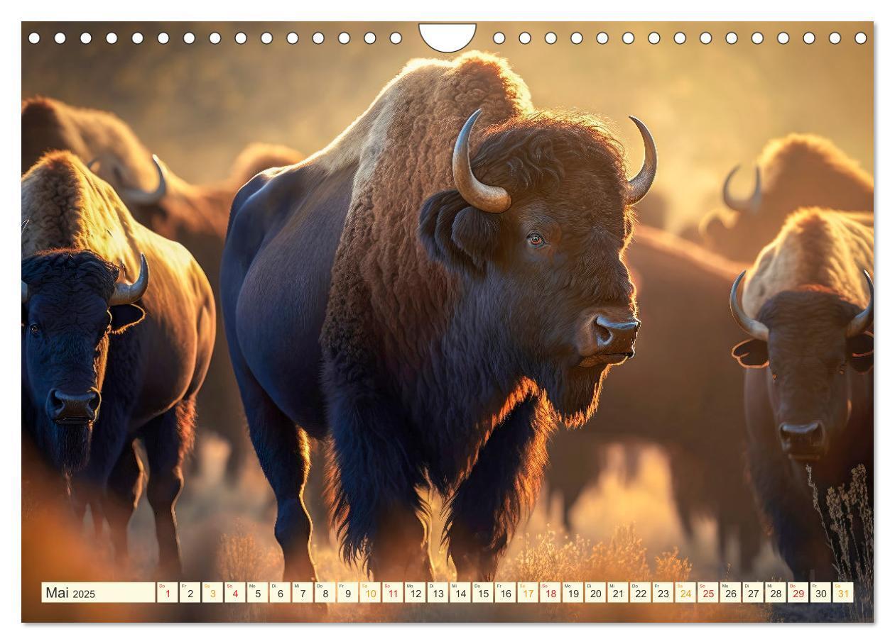 Bild: 9783383912092 | Amerikanischer Bison (Wandkalender 2025 DIN A4 quer), CALVENDO...