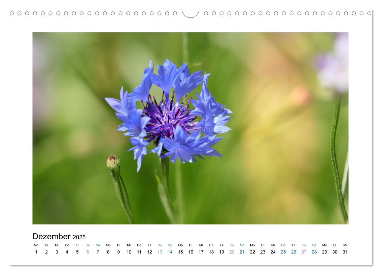 Bild: 9783435398225 | Kornblumen - Blaue Schönheiten (Wandkalender 2025 DIN A3 quer),...