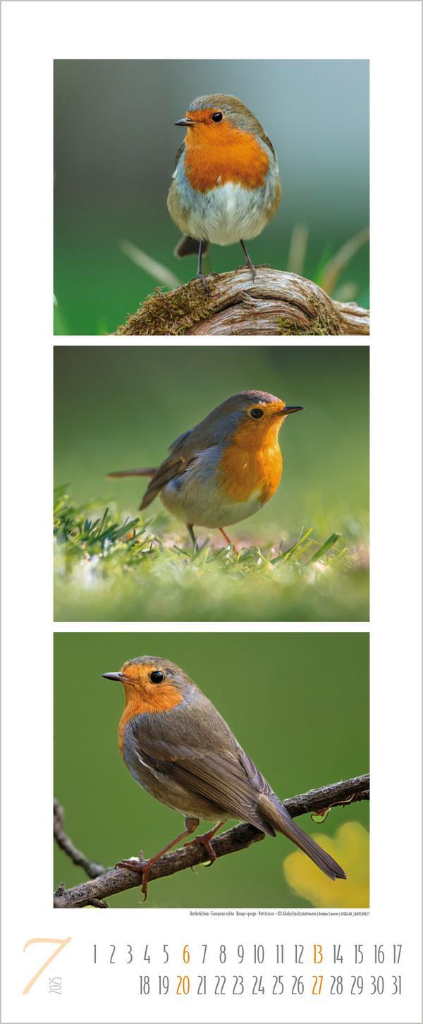 Bild: 9783731879213 | Vögel Triplets 2025 | Verlag Korsch | Kalender | 14 S. | Deutsch