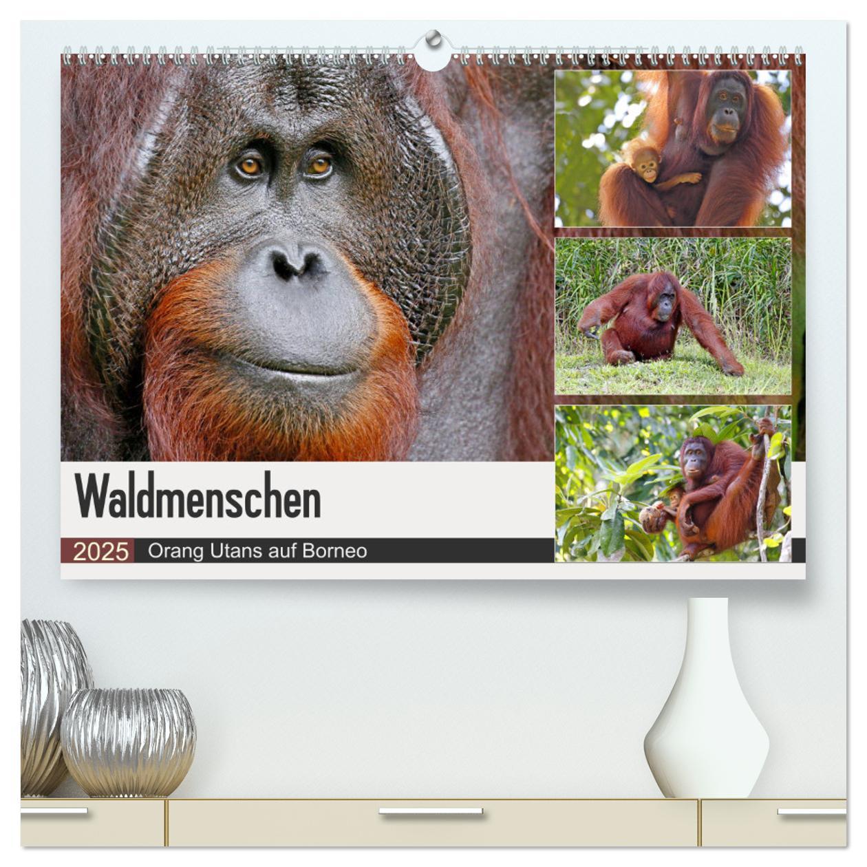 Cover: 9783435361045 | Waldmenschen - Orang Utans auf Borneo (hochwertiger Premium...