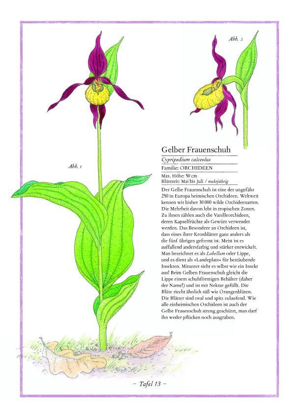 Bild: 9783836959490 | Lavendel, Lilie, Löwenzahn | Die Welt der Blumen | Aladjidi (u. a.)