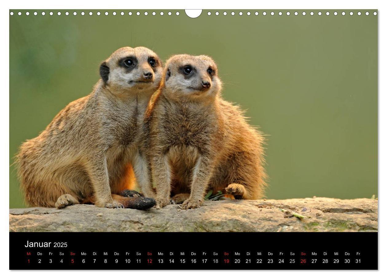 Bild: 9783435835799 | Erdmännchen - Tierkinder (Wandkalender 2025 DIN A3 quer), CALVENDO...