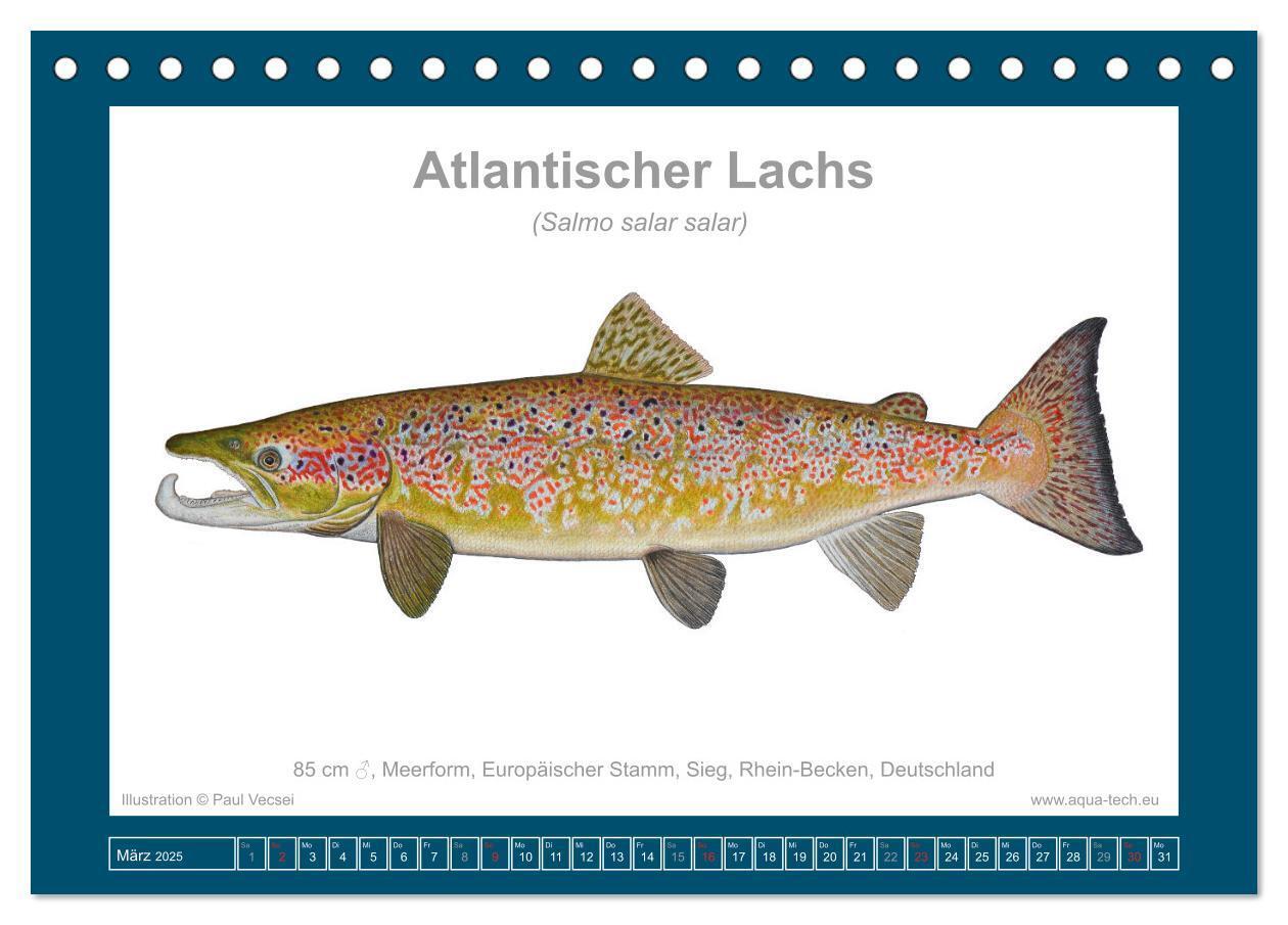 Bild: 9783383772559 | Fisch als Kunst 2025: Atlantische Lachse (Tischkalender 2025 DIN A5...