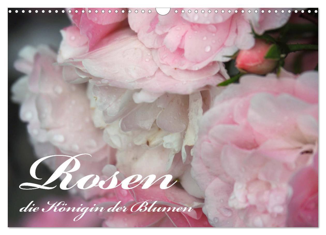 Cover: 9783675533646 | Rosen, die Königin der Blumen (Wandkalender 2024 DIN A3 quer),...