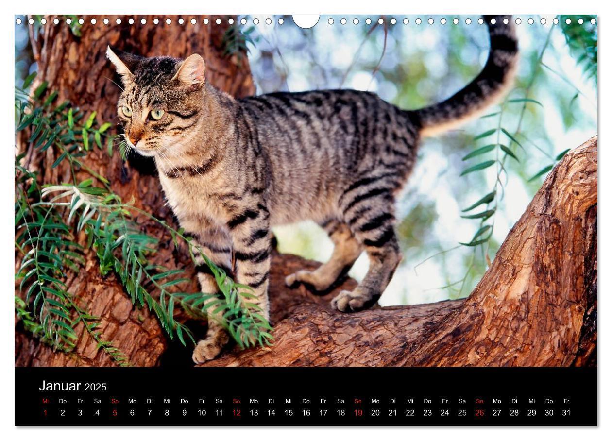 Bild: 9783435821259 | Katzen (Wandkalender 2025 DIN A3 quer), CALVENDO Monatskalender | 2025