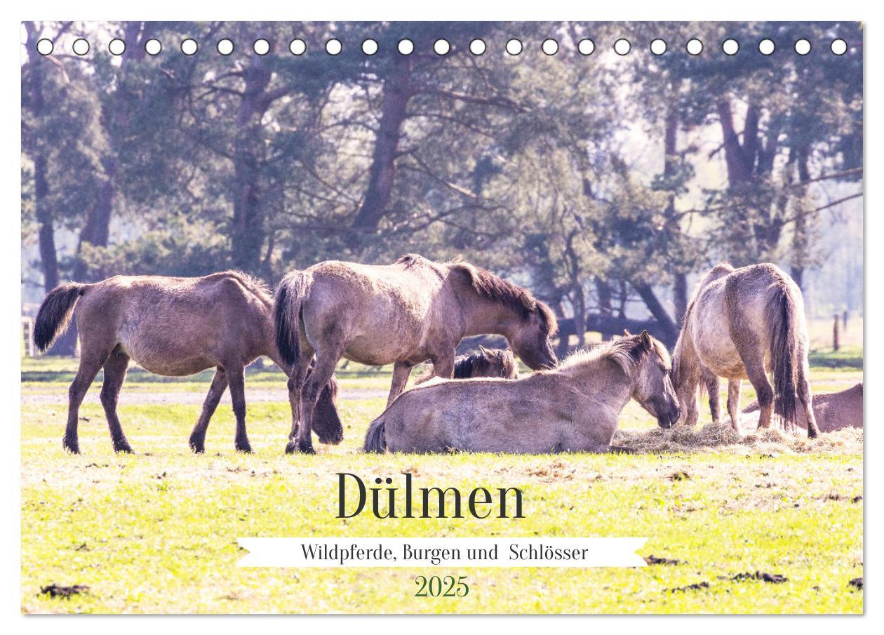 Cover: 9783383862144 | Dülmen - Wildpferde, Burgen und Schlösser (Tischkalender 2025 DIN...