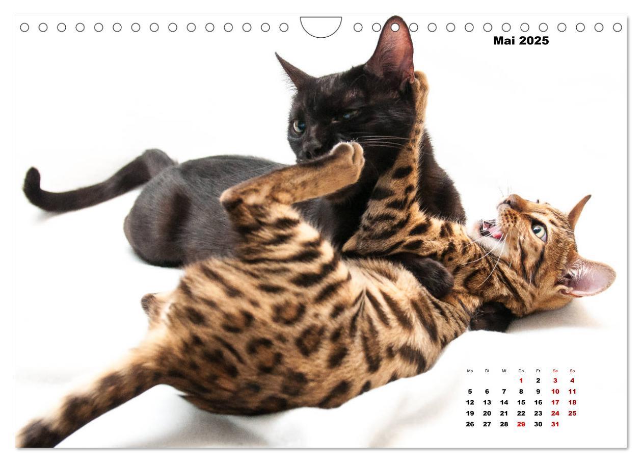 Bild: 9783435348527 | Bengal Kätzchen 2 (Wandkalender 2025 DIN A4 quer), CALVENDO...