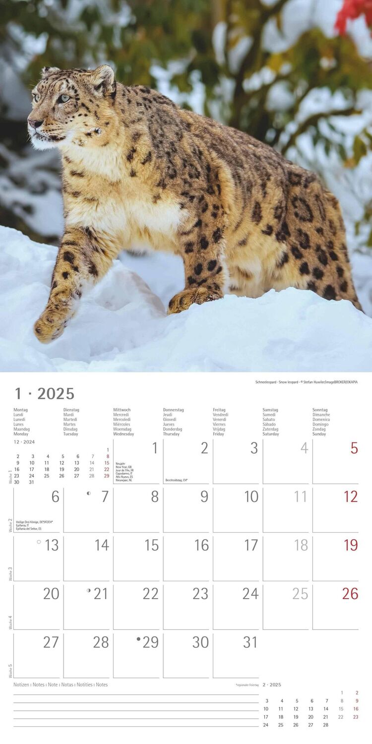 Bild: 4251732343057 | Großkatzen 2025 - Broschürenkalender 30x30 cm (30x60 geöffnet) -...