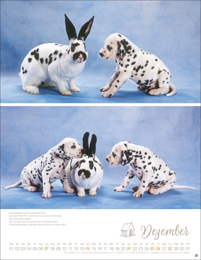 Bild: 9783756405329 | Hundekinder Posterkalender 2025 | Monika Wegler | Kalender | 14 S.