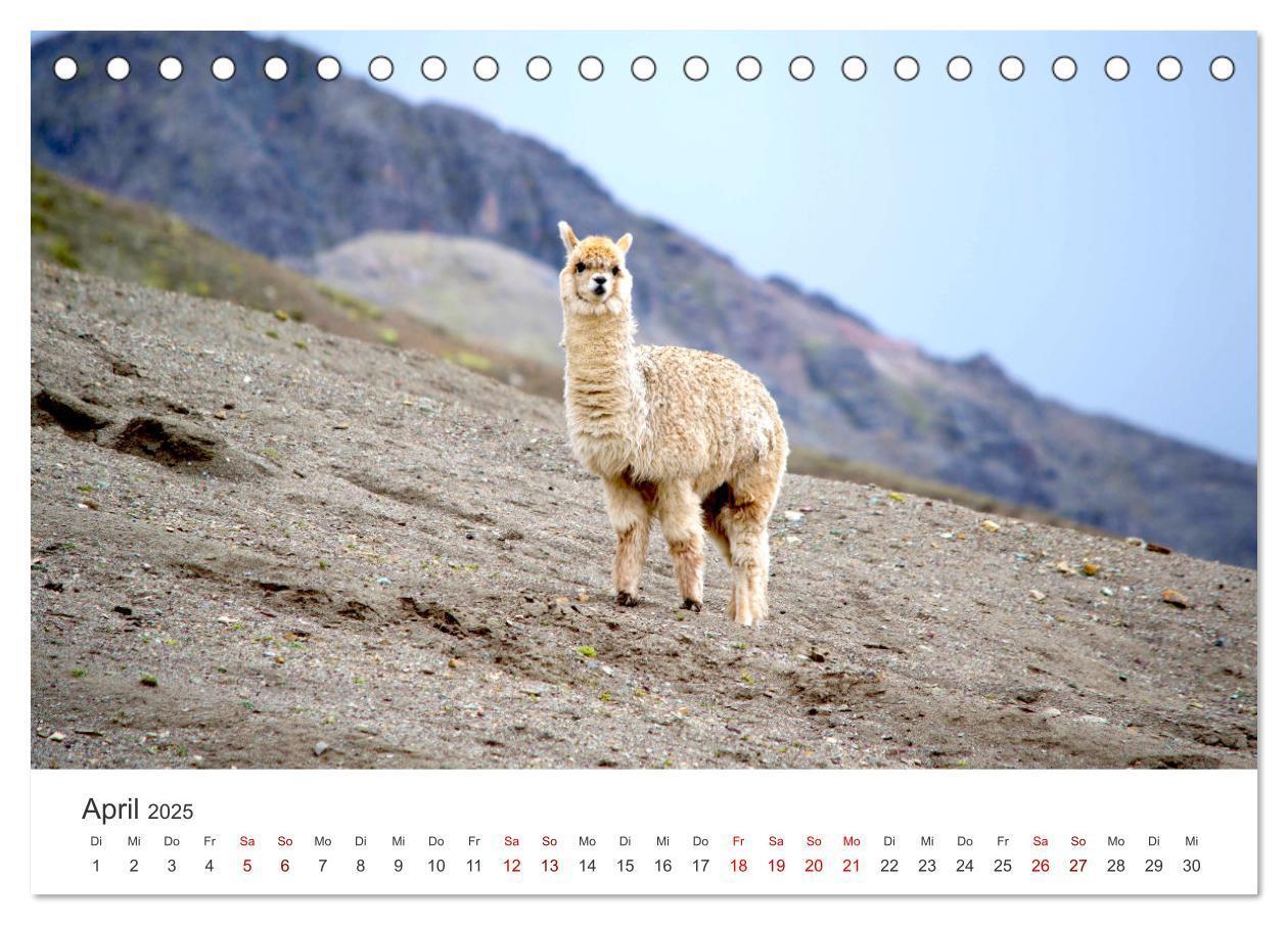 Bild: 9783435002566 | Lamas und Alpakas - Die weichen Neuweltkamele. (Tischkalender 2025...