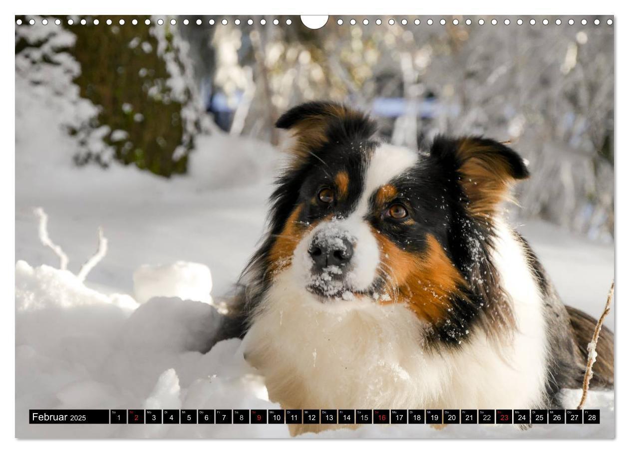 Bild: 9783435553129 | Australian Shepherd - Lebensfreude auf vier Pfoten (Wandkalender...