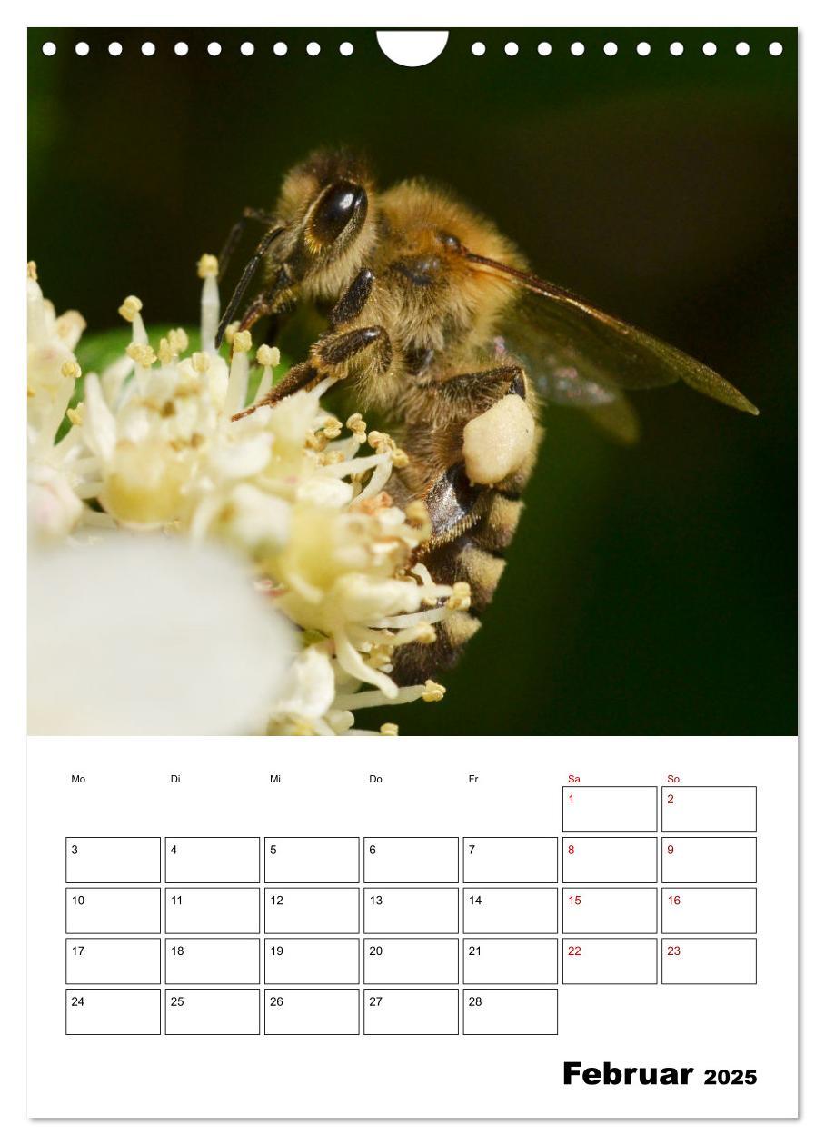 Bild: 9783435879731 | Hummeln und Bienen Terminplaner (Wandkalender 2025 DIN A4 hoch),...