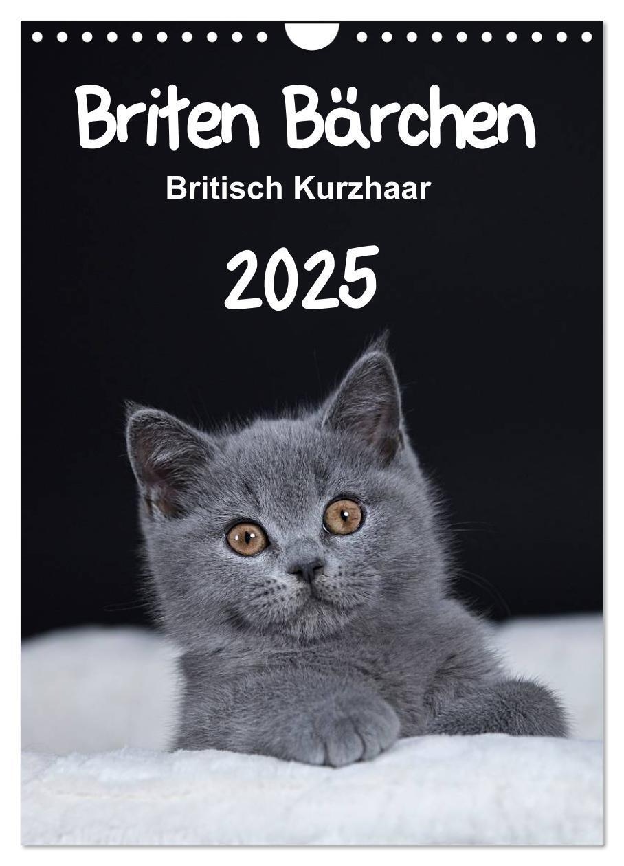 Cover: 9783457062579 | Briten Bärchen ¿ Britisch Kurzhaar 2025 (Wandkalender 2025 DIN A4...