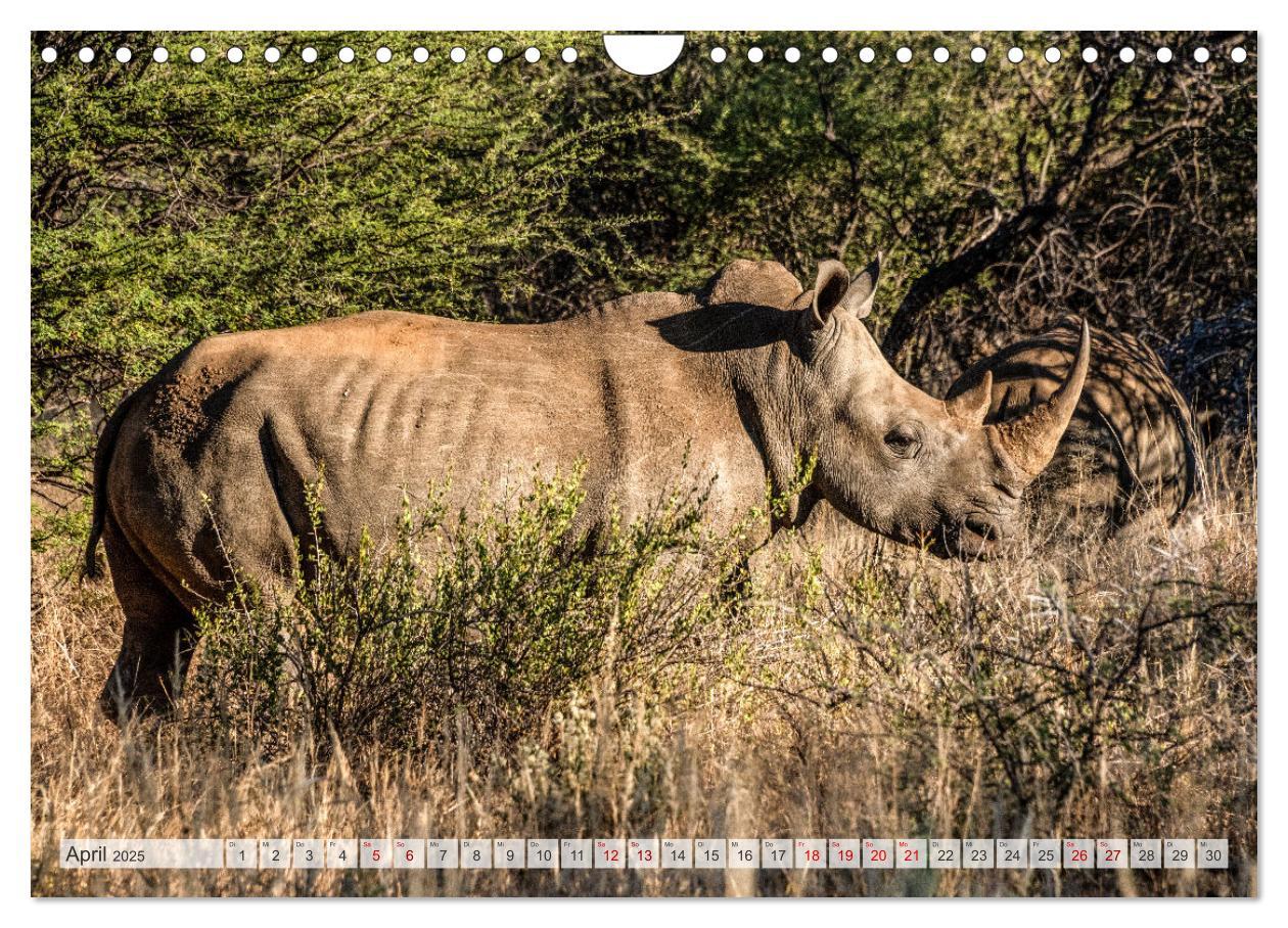 Bild: 9783383841705 | Abenteuerliches Namibia (Wandkalender 2025 DIN A4 quer), CALVENDO...