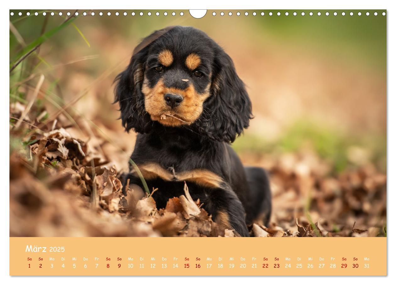 Bild: 9783383960314 | Englischer Cocker Spaniel (Wandkalender 2025 DIN A3 quer), CALVENDO...