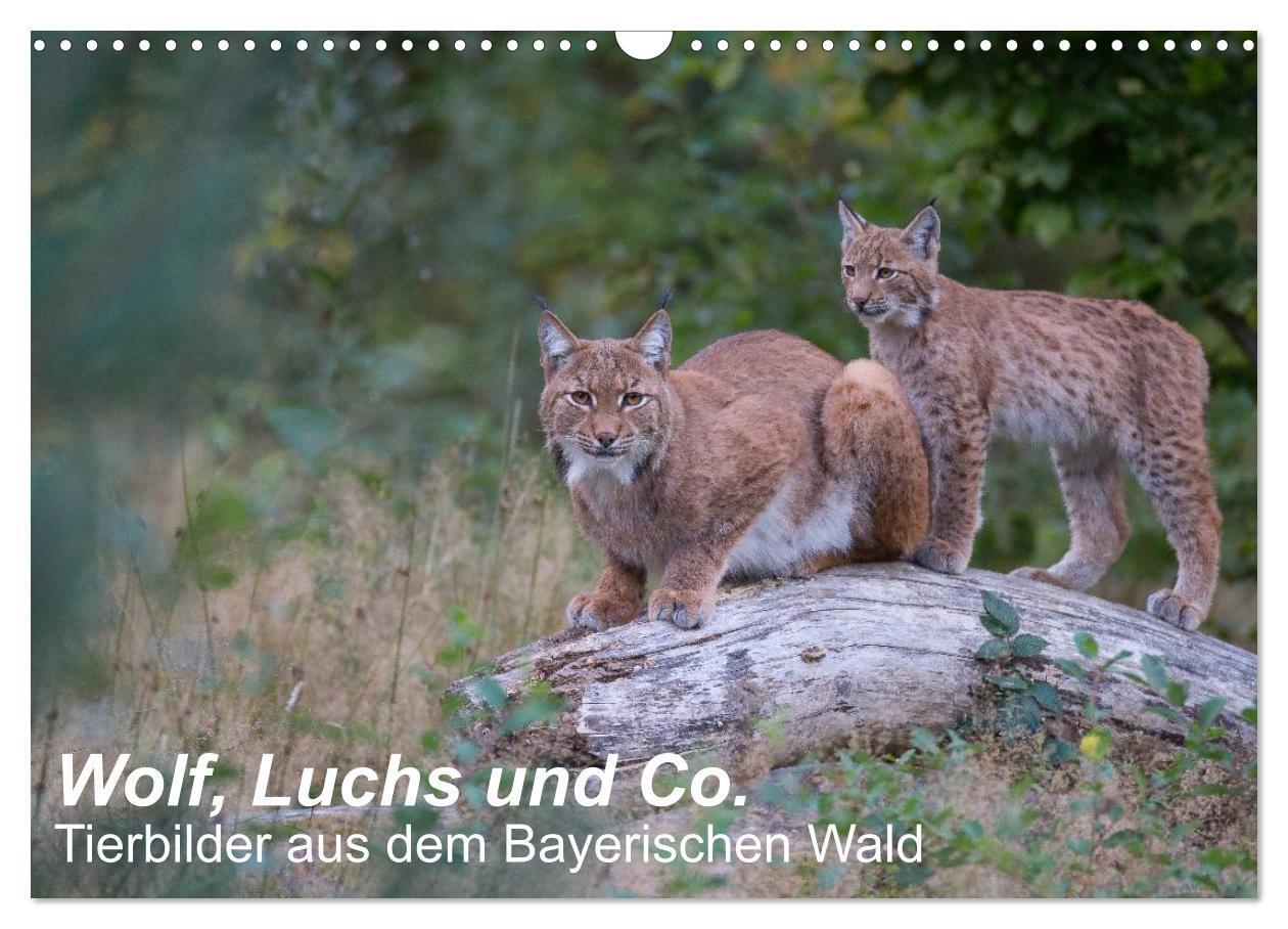 Cover: 9783675696297 | Wolf, Luchs und Co. - Tierbilder aus dem Bayerischen Wald...