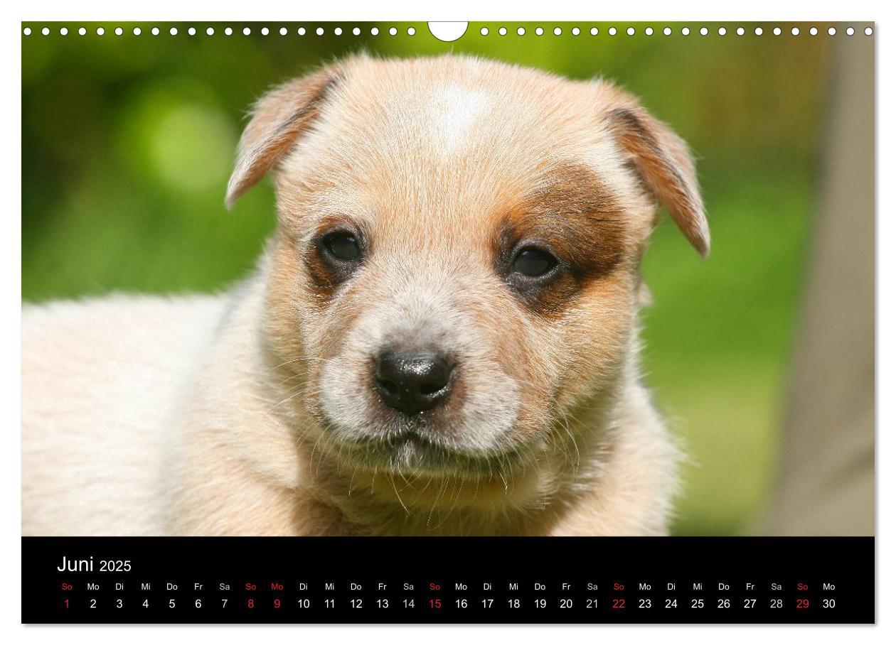 Bild: 9783435749539 | Australian Cattle Dog Welpen (Wandkalender 2025 DIN A3 quer),...