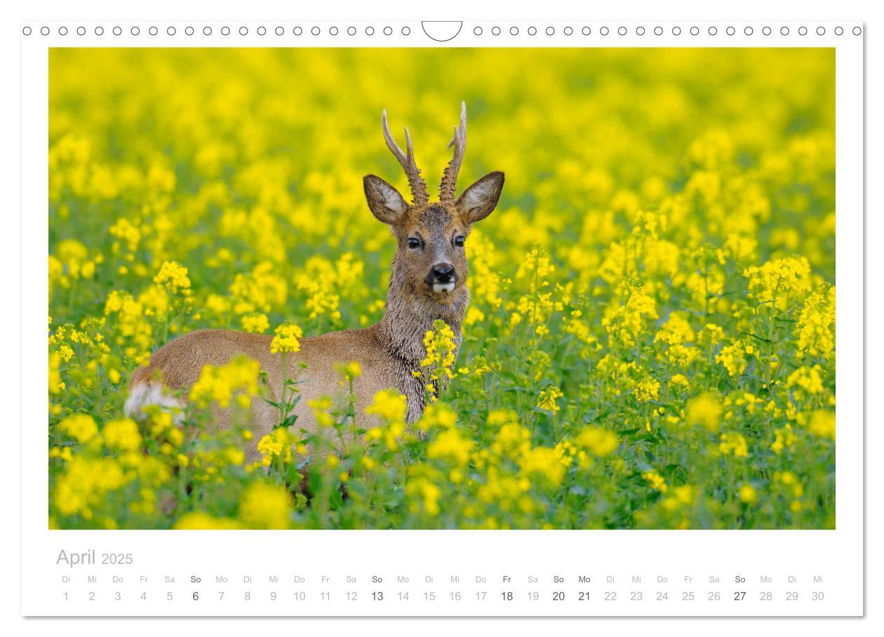 Bild: 9783435110933 | Rehwild 2025 (Wandkalender 2025 DIN A3 quer), CALVENDO Monatskalender