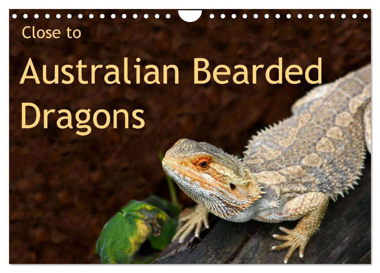 Cover: 9781325891467 | Close to Australian Bearded Dragons (Wall Calendar 2024 DIN A4...