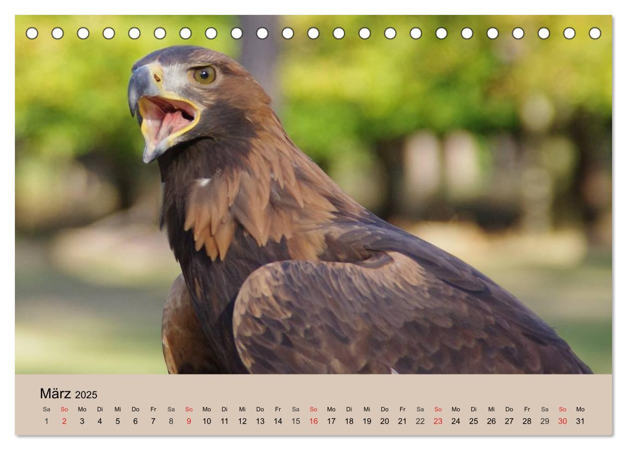 Bild: 9783435514298 | Der Steinadler. Majestätischer Greifvogel (Tischkalender 2025 DIN...