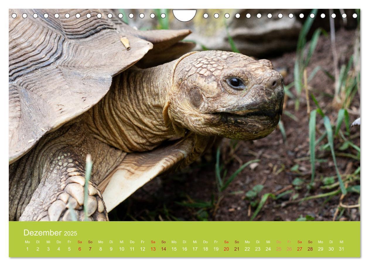 Bild: 9783435315895 | Meine Schildkröten (Wandkalender 2025 DIN A4 quer), CALVENDO...