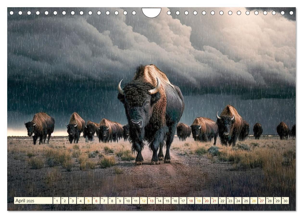 Bild: 9783383912092 | Amerikanischer Bison (Wandkalender 2025 DIN A4 quer), CALVENDO...