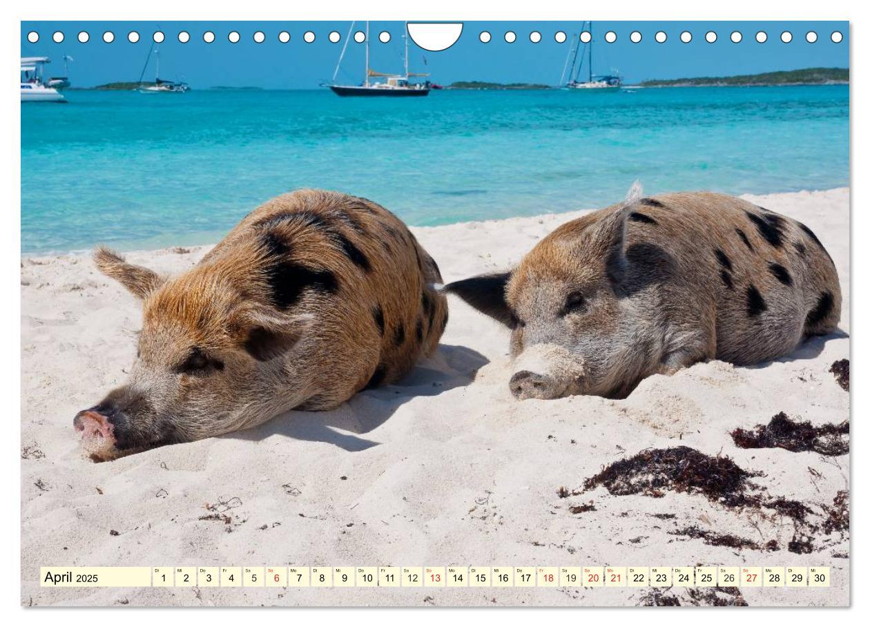 Bild: 9783435498253 | Schwimmende Schweine (Wandkalender 2025 DIN A4 quer), CALVENDO...