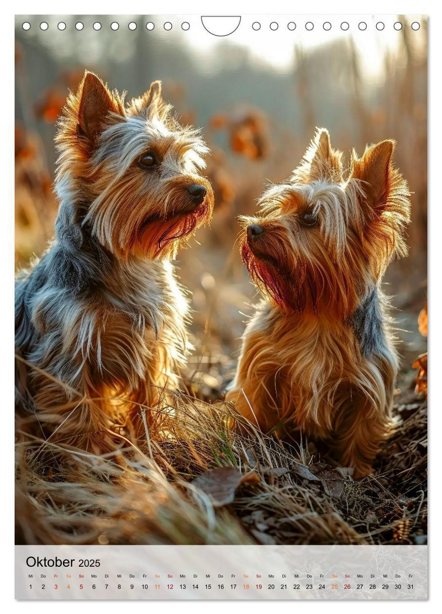 Bild: 9783383771699 | Yorkshire Terrier - ein Hund mit starkem Charakter (Wandkalender...