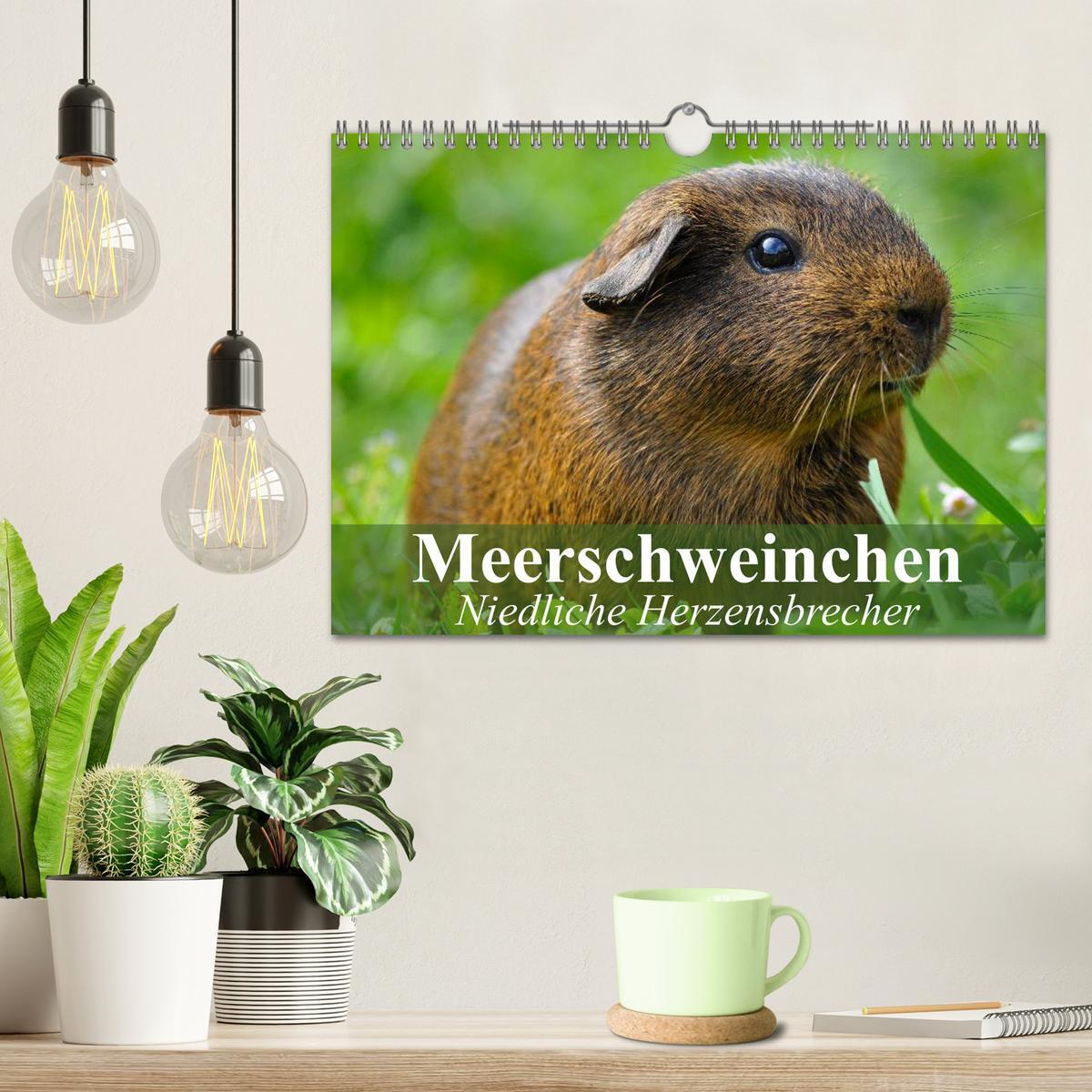 Bild: 9783435719686 | Meerschweinchen Niedliche Herzensbrecher (Wandkalender 2025 DIN A4...