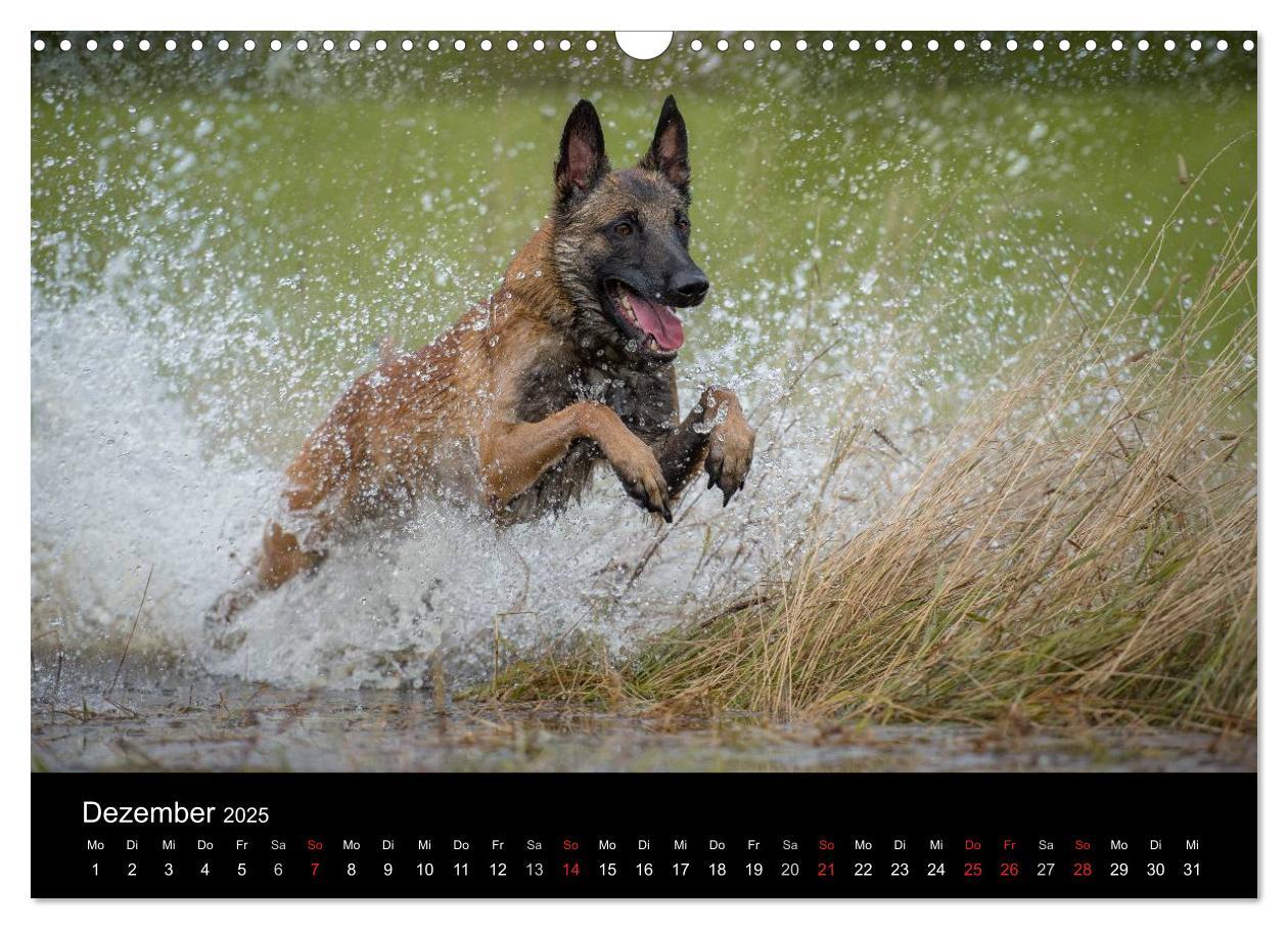 Bild: 9783435631445 | Belgischer Schäferhund - Der Malinois in Action (Wandkalender 2025...