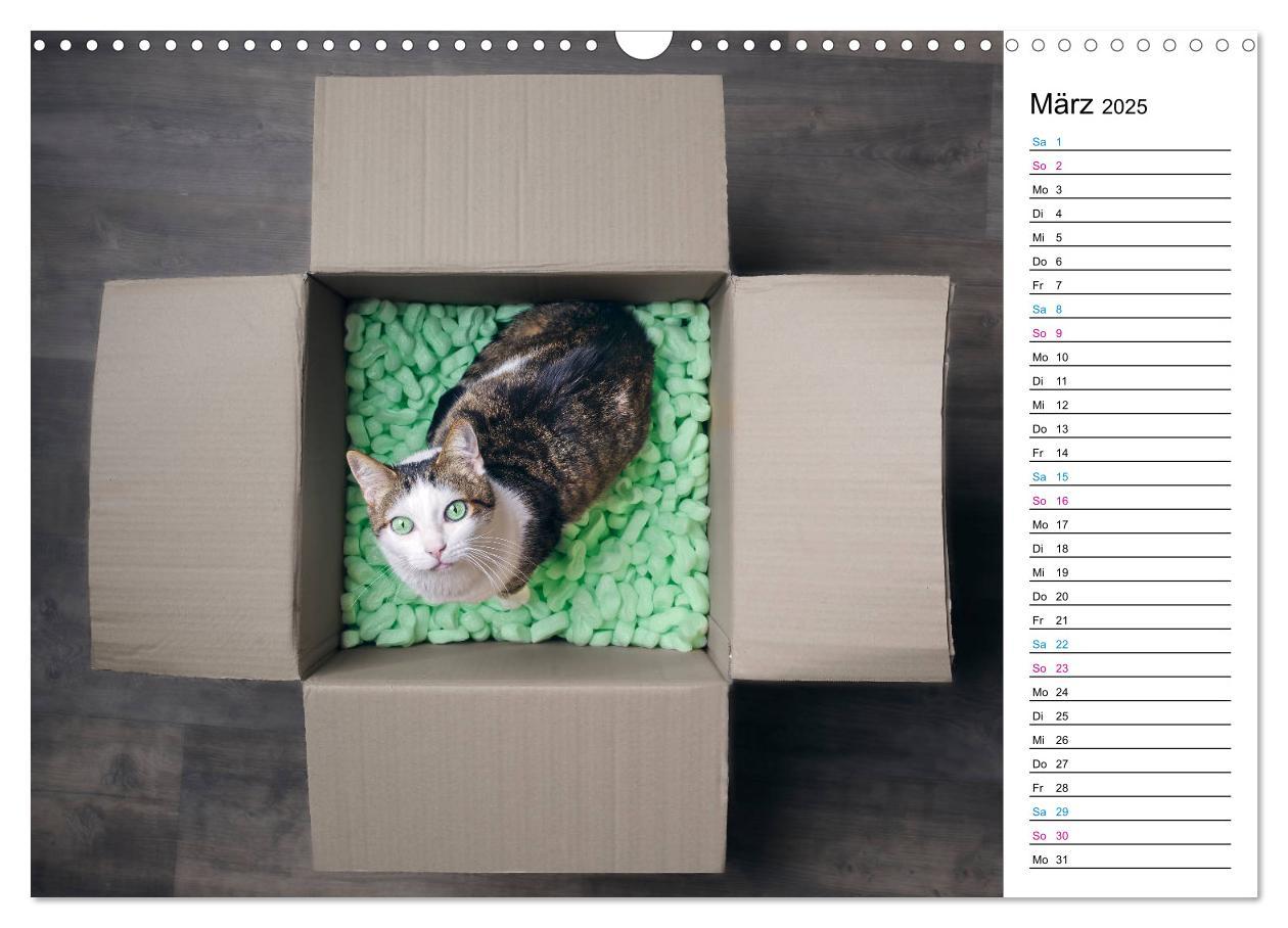 Bild: 9783435205417 | Karton Katzen (Wandkalender 2025 DIN A3 quer), CALVENDO Monatskalender