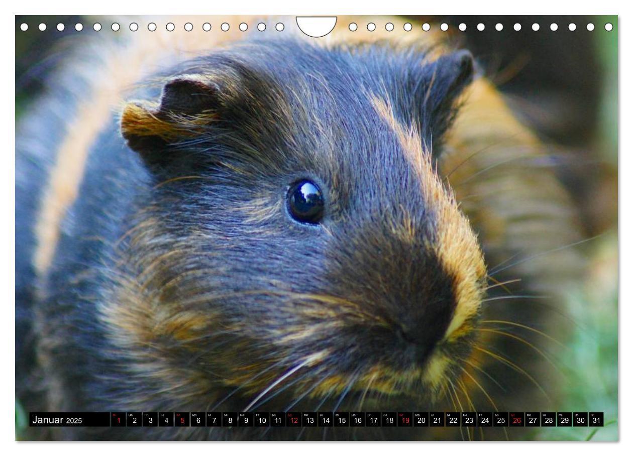 Bild: 9783435792467 | Kuschelige Meerschweinchen (Wandkalender 2025 DIN A4 quer),...