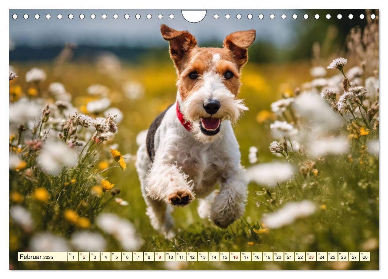 Bild: 9783435690367 | Drahthaar-Foxterrier (Wandkalender 2025 DIN A4 quer), CALVENDO...