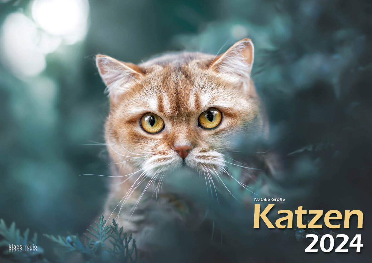 Cover: 9783965352001 | Katzen 2024 Bildkalender A3 quer - Natalie Große | Holger Klaes | 2024