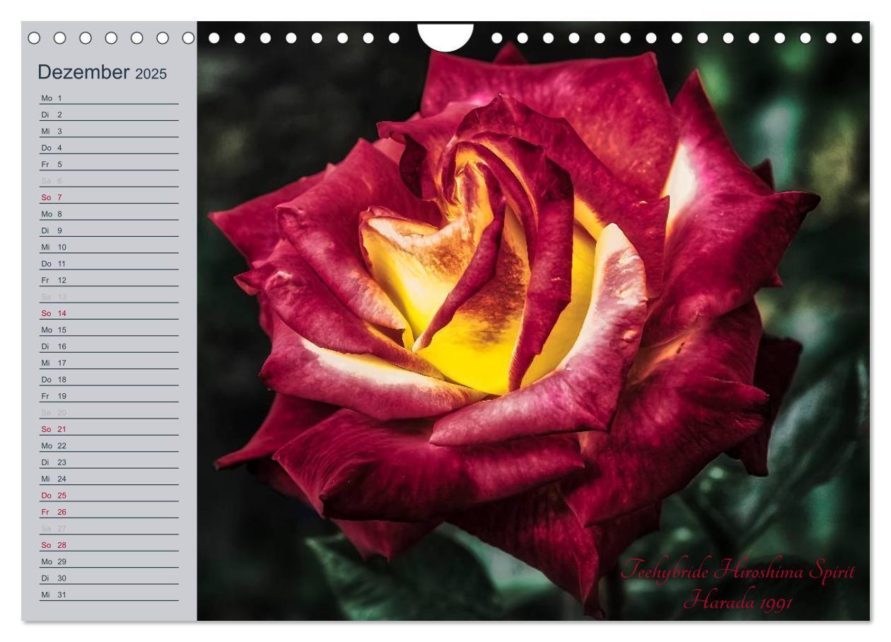 Bild: 9783435578344 | Kurfürstliche Rosen Eltville am Rhein (Wandkalender 2025 DIN A4...